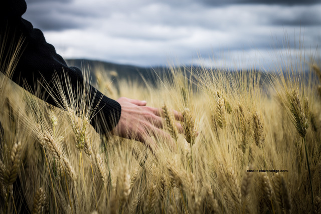 Field of wheat