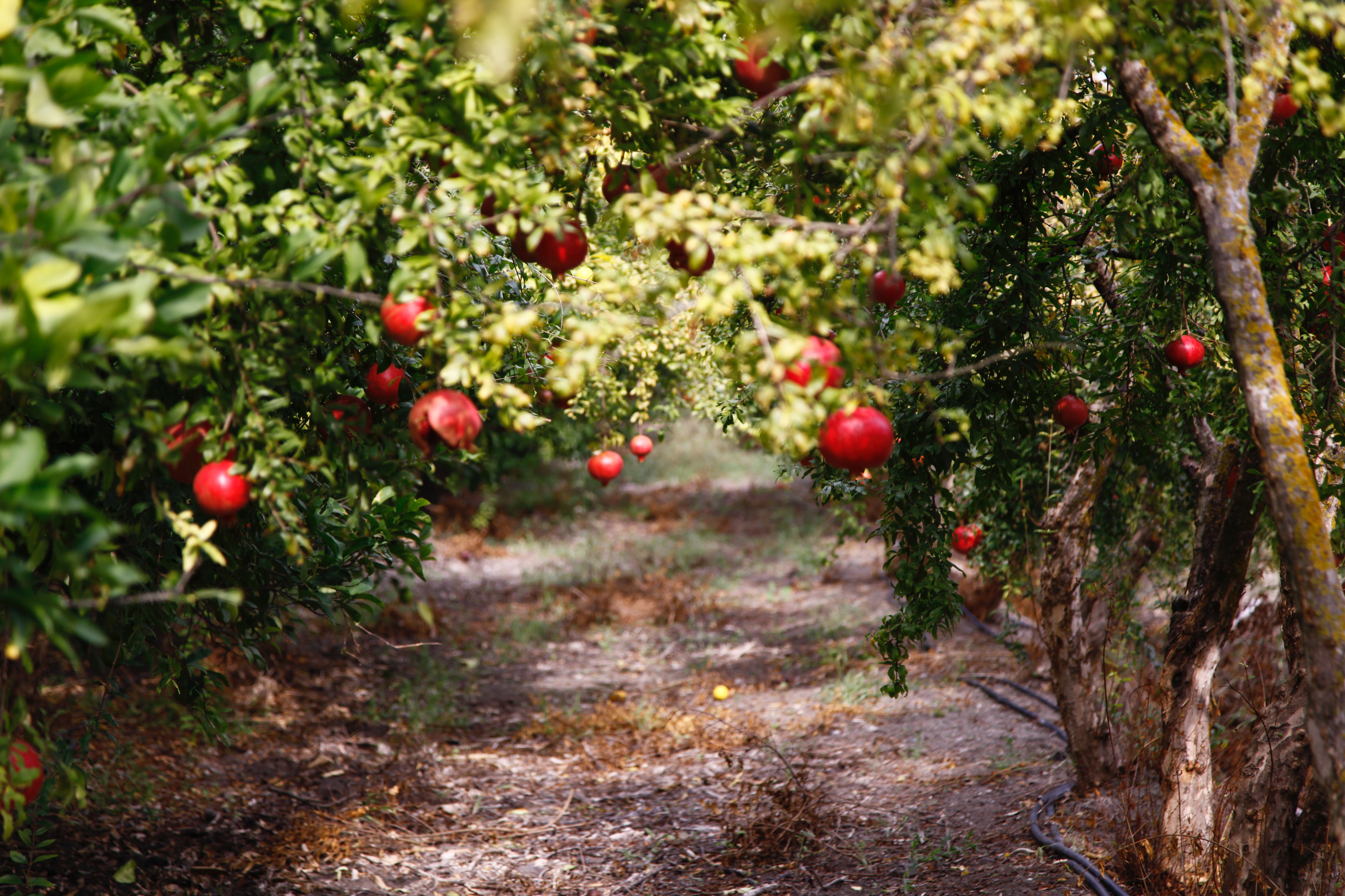 pomegranates 2