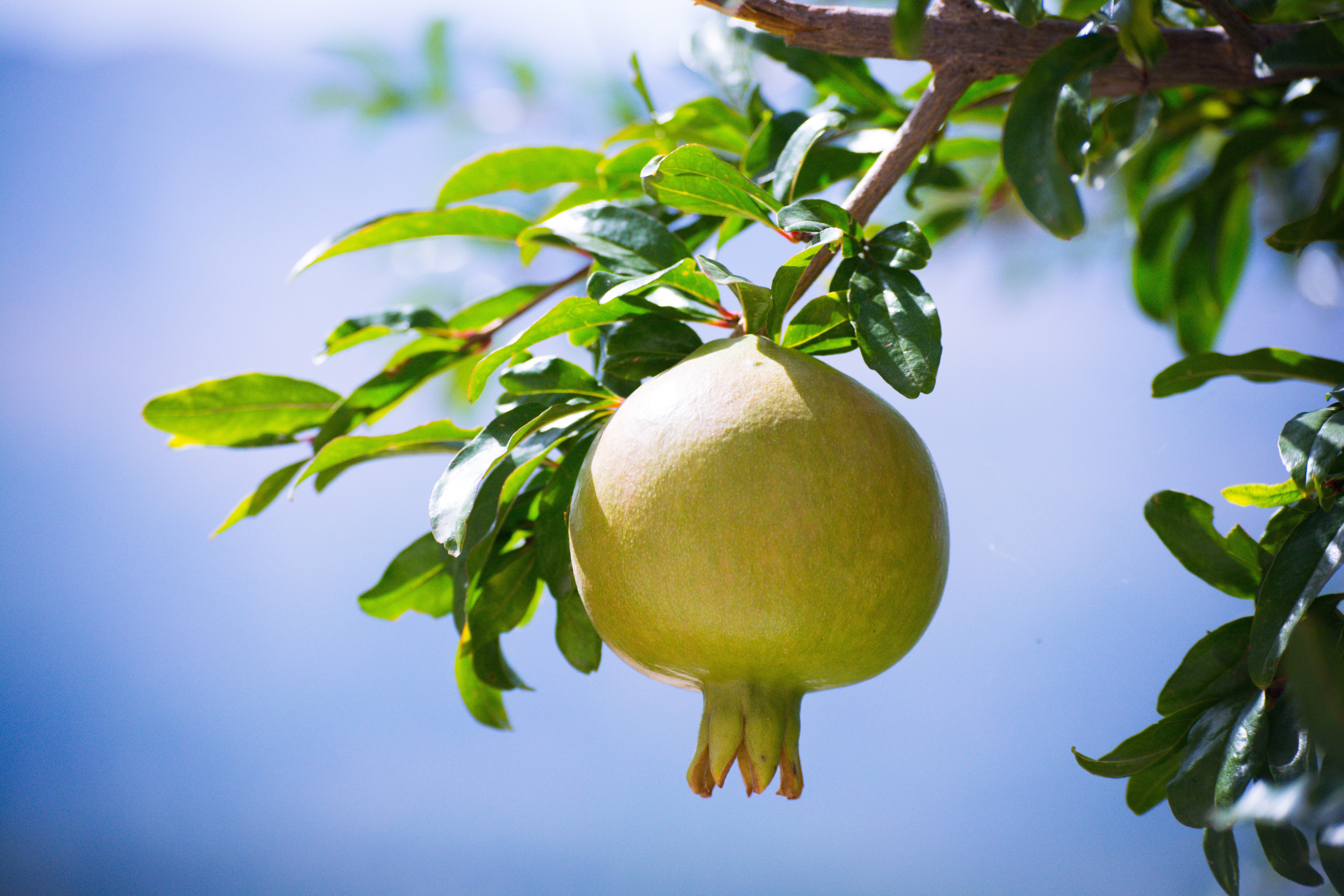 pomegranate