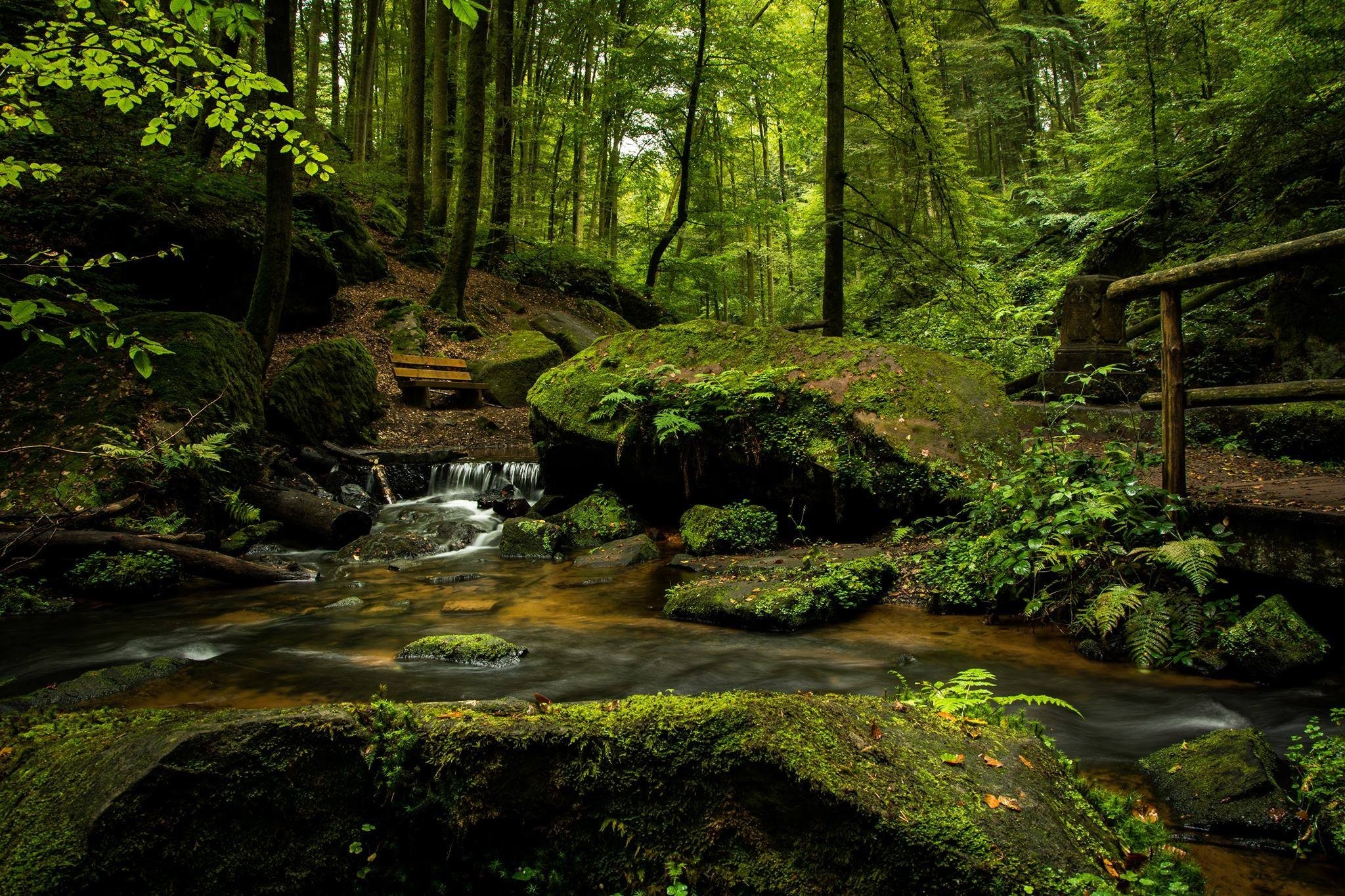 stream in woods