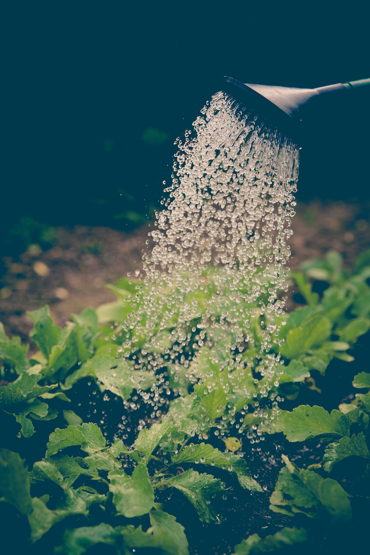 watering the garden copy